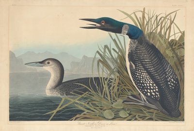 Plongeon imbrin ou huard - Robert Havell