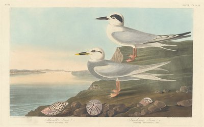 Sterne de Havell et Sterne de Trudeau, 1838 - Robert Havell