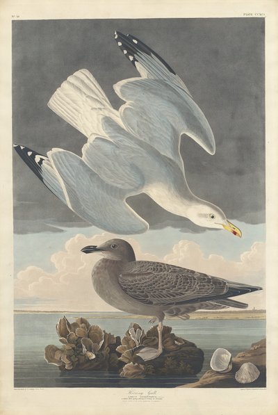 Goéland argenté, 1836 - Robert Havell