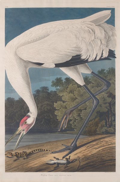 Grue huppée, 1834 - Robert Havell
