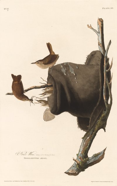Troglodyte familier, 1830 - Robert Havell