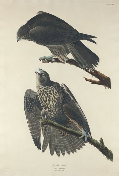 Faucon du Labrador - Robert Havell