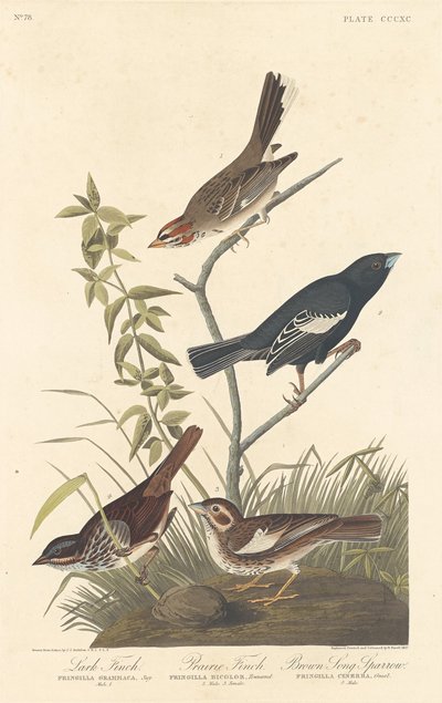 Bruant des prés, bruant des prairies et moineau chanteur brun, 1837 - Robert Havell