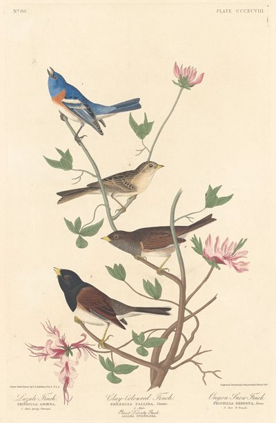Pinson lazuli, pinson couleur d