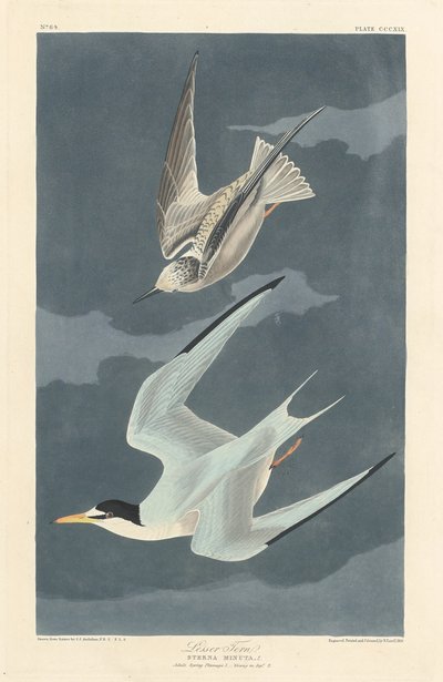 Sterne naine, 1836 - Robert Havell