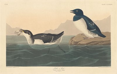 Petit pingouin, 1836 - Robert Havell