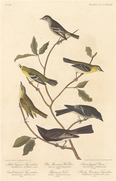 Petit Tyran Flycatcher, Petit Flycatcher à tête bleue, Paruline des montagnes bleues.., 1838 - Robert Havell