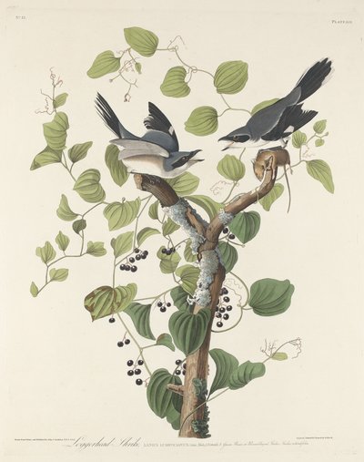 Pie-grièche migratrice - Robert Havell