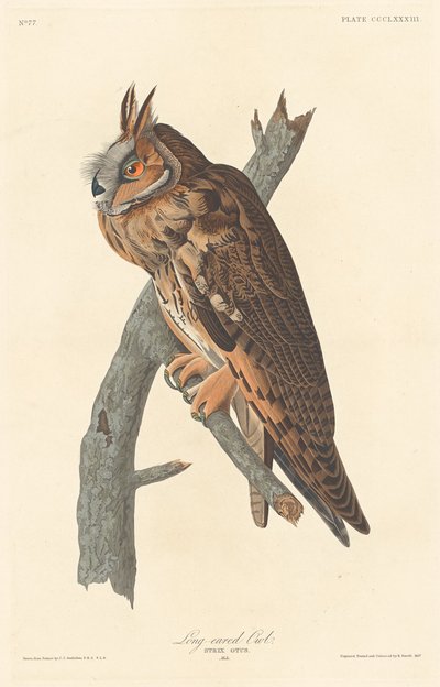 Hibou moyen-duc - Robert Havell