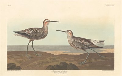 Bécasseau à longues pattes - Robert Havell