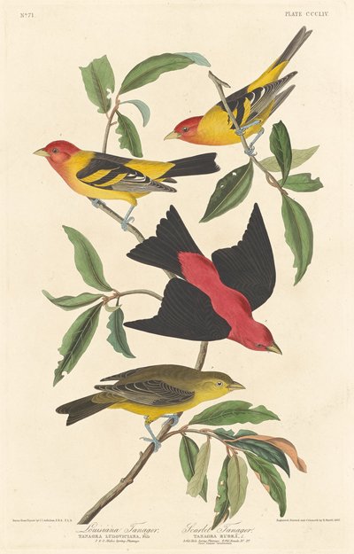 Tangara de Louisiane et Tangara écarlate, 1837 - Robert Havell