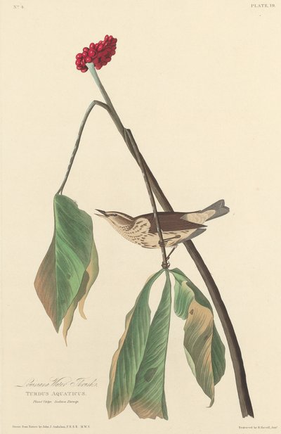 Grive de Louisiane - Robert Havell