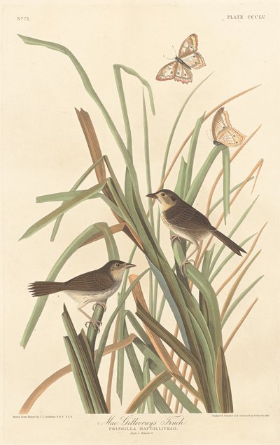 Le pinson de MacGillivray, 1837 - Robert Havell