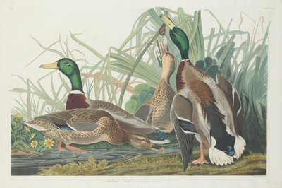 Canard colvert - Robert Havell