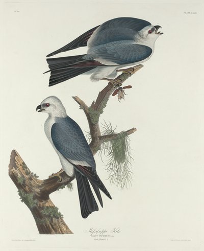 Milan du Mississippi, 1831 - Robert Havell