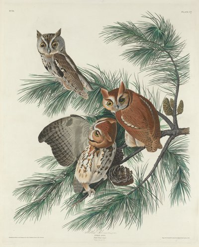 Chouette Tachetée, 1830 - Robert Havell