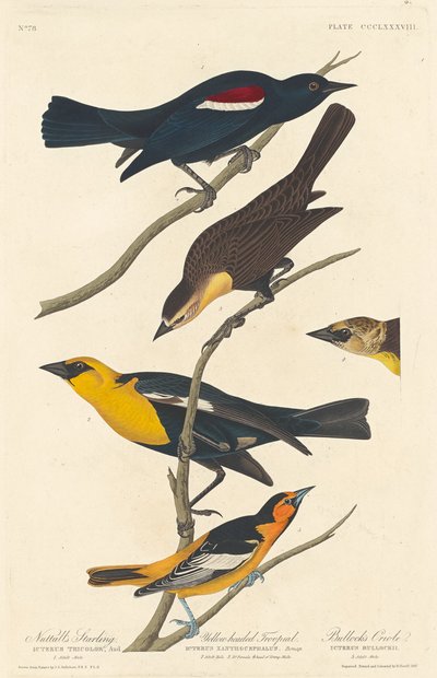 Étourneau de Nuttall, Troupiale à tête jaune et Oriole de Bullock - Robert Havell
