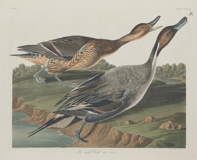 Canard à queue pointue, 1834 - Robert Havell