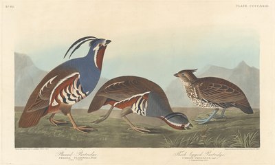 Perdrix à plumes et perdrix à pattes épaisses - Robert Havell