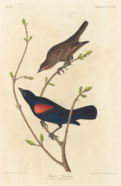Étourneau des Prairies, 1838 - Robert Havell