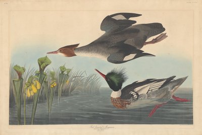 Harle huppé - Robert Havell