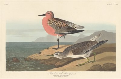 Bécasseau à poitrine rousse, 1836 - Robert Havell