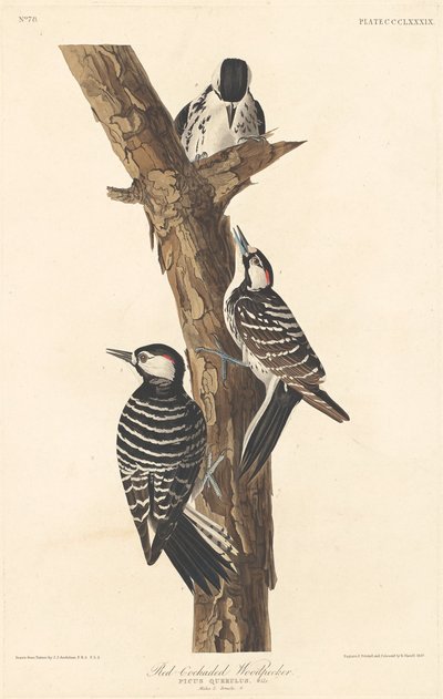 Pic à face blanche, 1837 - Robert Havell