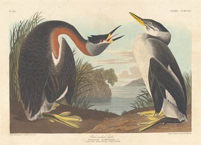 Grèbe jougris, 1836 - Robert Havell