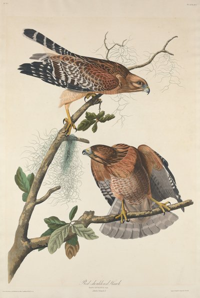 Buse à épaulettes rouges, 1829 - Robert Havell