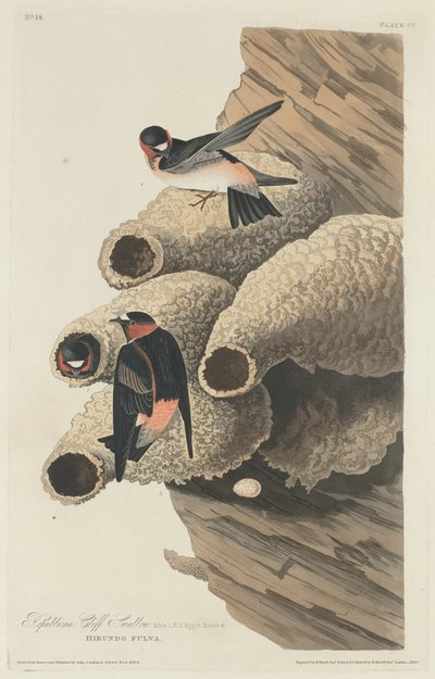 Hirondelle Républicaine, 1829 - Robert Havell