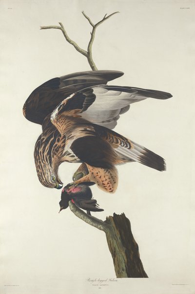 Faucon à pattes rugueuses, 1833 - Robert Havell
