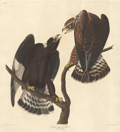 Faucon à pattes rugueuses - Robert Havell