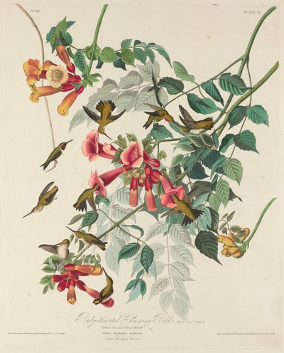 Colibri à gorge rubis, 1828 - Robert Havell