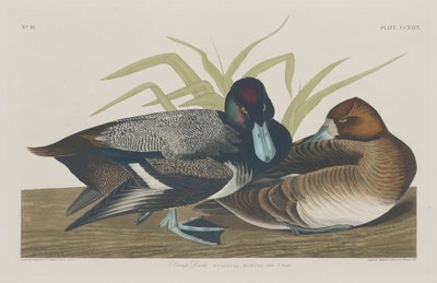 Canard scaup, 1834 - Robert Havell