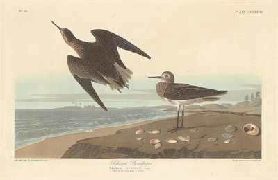 Bécasseau de Schinz, 1835 - Robert Havell