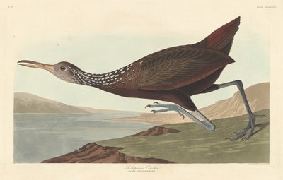 Scolopaceus Courlan, 1837 - Robert Havell