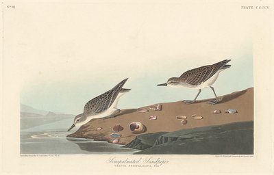 Bécasseau semipalmé, 1838 - Robert Havell