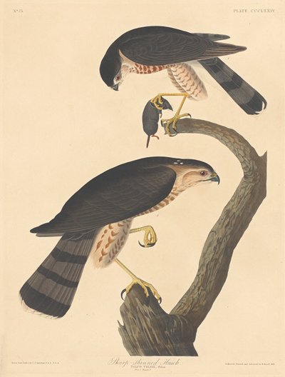 Épervier brun, 1837 - Robert Havell