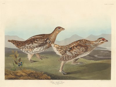 Grouse à queue pointue, 1837 - Robert Havell