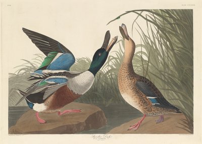 Canard souchet, 1836 - Robert Havell