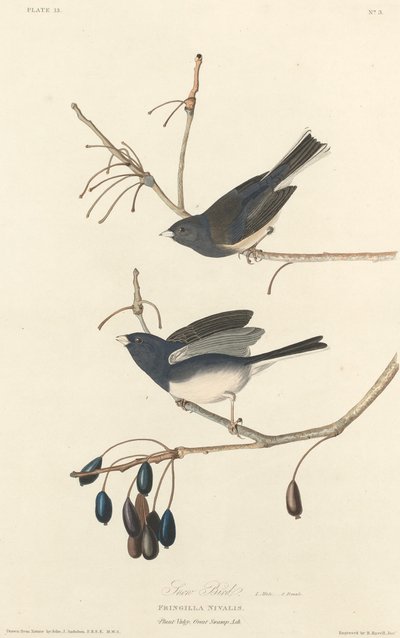 Oiseau des neiges, 1827 - Robert Havell
