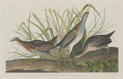 Sora ou Râle, 1834 - Robert Havell