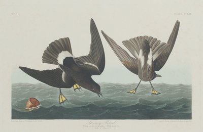 Pétrel tempête - Robert Havell