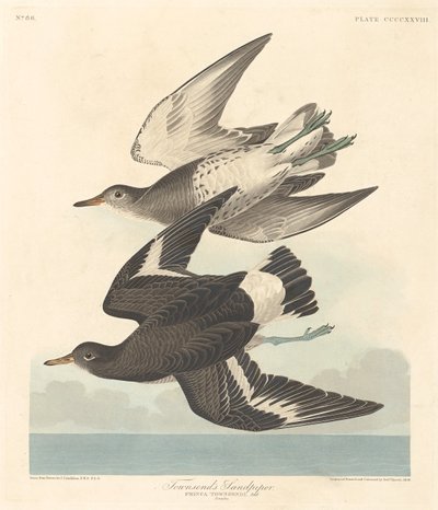 Bécasseau de Townsend, 1838 - Robert Havell