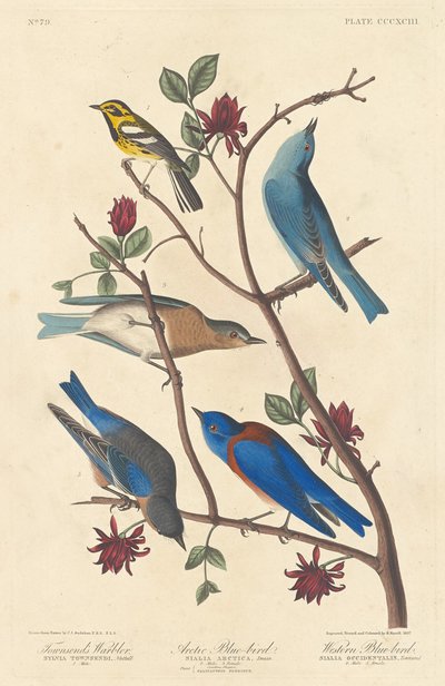Paruline de Townsend, Oiseau Bleu Arctique et Oiseau Bleu Occidental, 1837 - Robert Havell