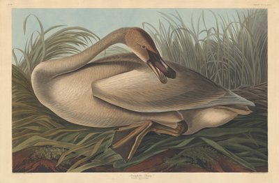Cygne trompette, 1837 - Robert Havell
