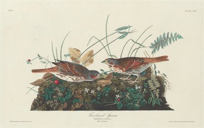 Moineau bicolore, 1831 - Robert Havell