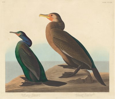 Cormoran à gorge violette et Cormoran de Townsend, 1838 - Robert Havell
