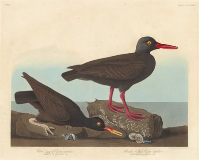 Huîtrier à pattes blanches et huîtrier à bec mince, 1838 - Robert Havell