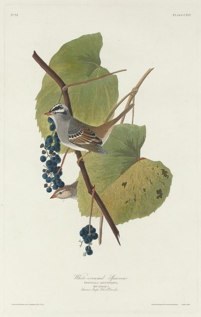 Bruant à couronne blanche, 1831 - Robert Havell